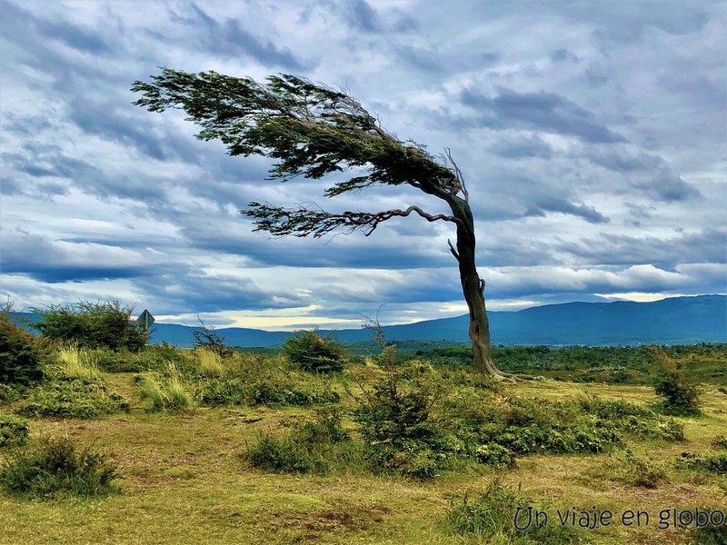 Arbol bandera Ushuaia