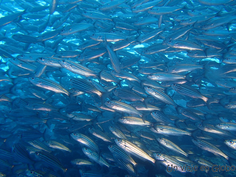 Buceo en Galápagos