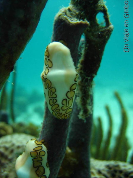 Buceo en Providencia una de los mejores lugares que ver en Colombia