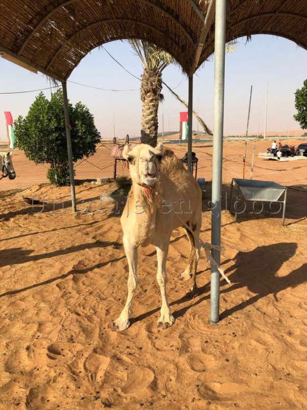 Camello desierto Dubai