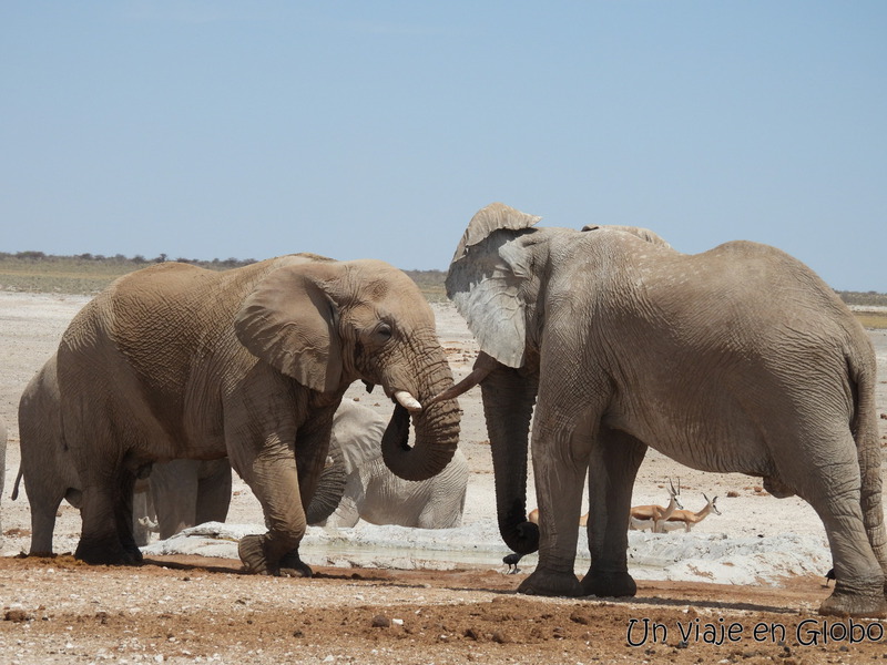 Elefantes Parque Nacional Etosha