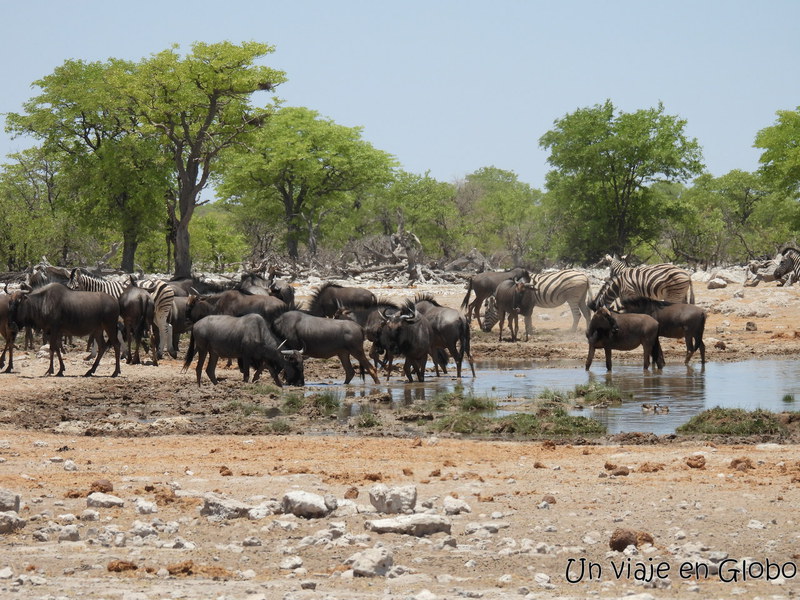 Animales Etosha Namibia