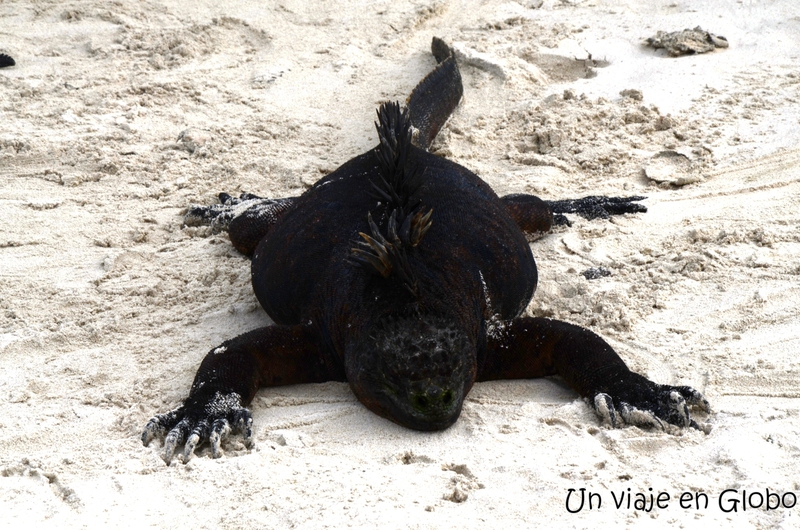 Iguanas marinas de Galápagos
