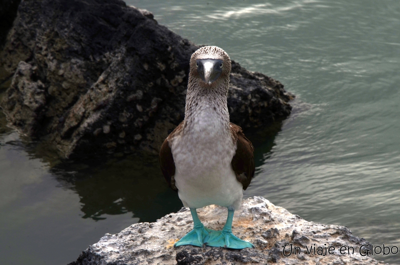 Piquero de patas azules, Galápagos