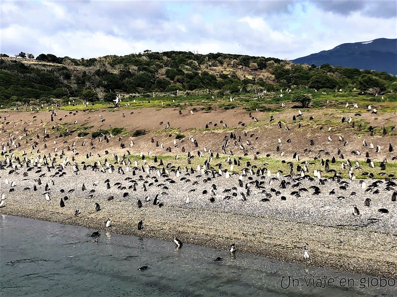 Isla Martillo Pinguinera