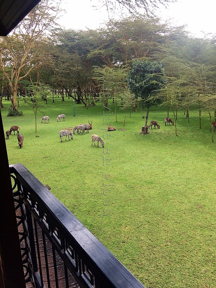 hotel Lake Naivasha Simba Logde Kenia