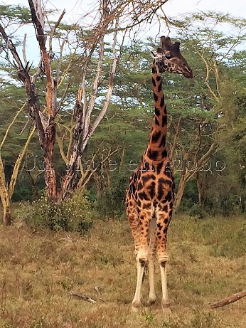 Jirafa Lago Nakuru