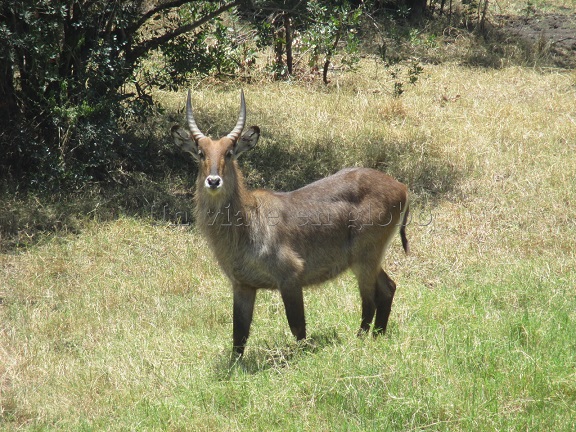 Antilope Amboseli