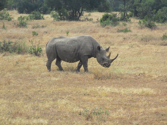 Santuario de Rinocerontes en Kenia