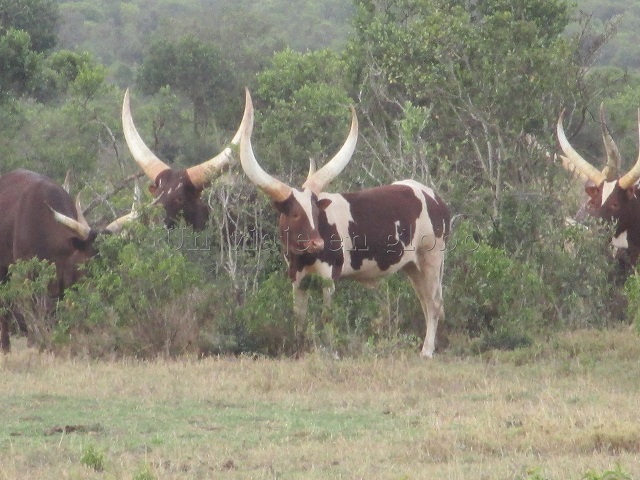 Vacas en el Masi Mara