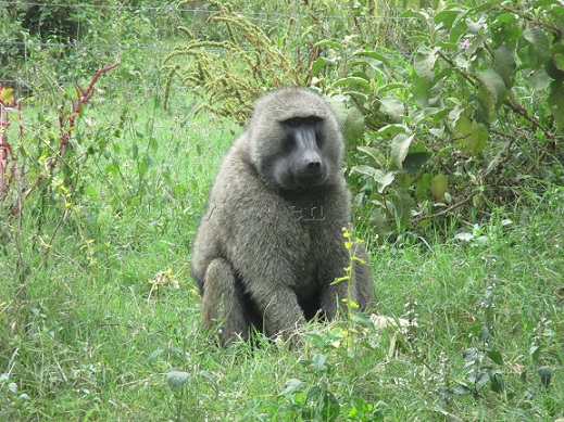 monos baboons Lago Nakuru