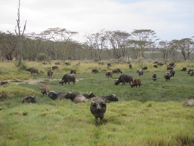Bufalo Lago Nakuru