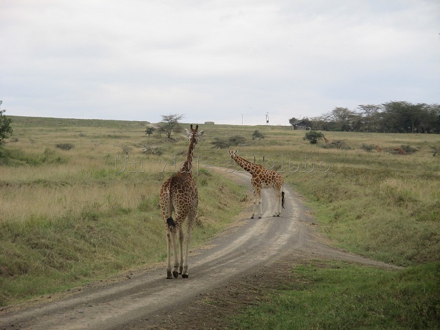 Jirafas en el camino Kenia