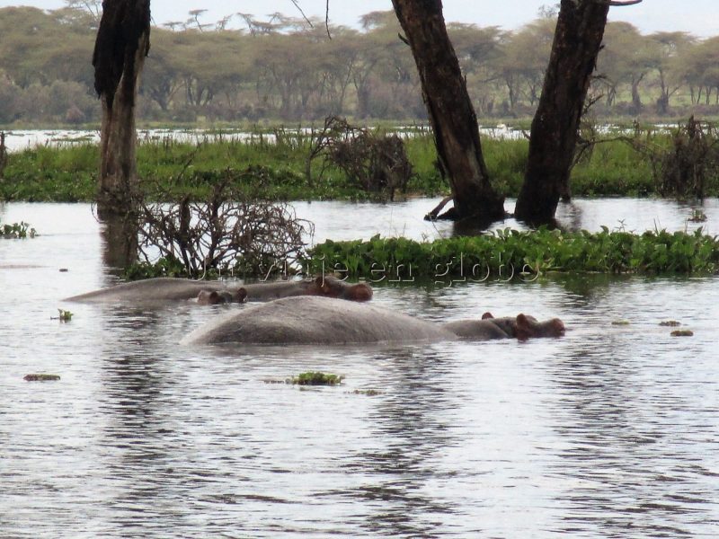 Naivasha Kenia