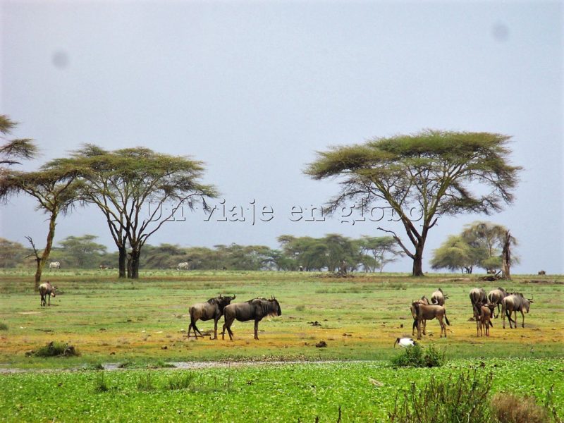 Isla pelicula Africa Mia