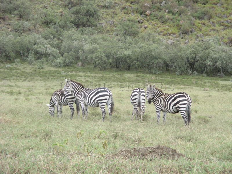 Cebras en Hell Gate Kenia