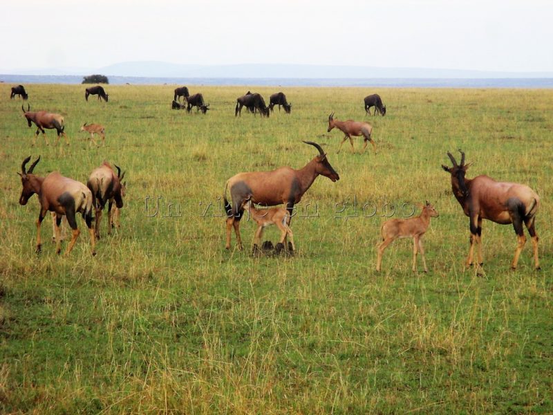Antilope Masai Mara