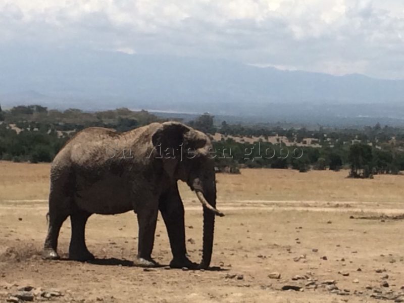 elefantes Sweetwater Kenia