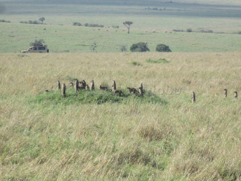 Suricatas Amboseli