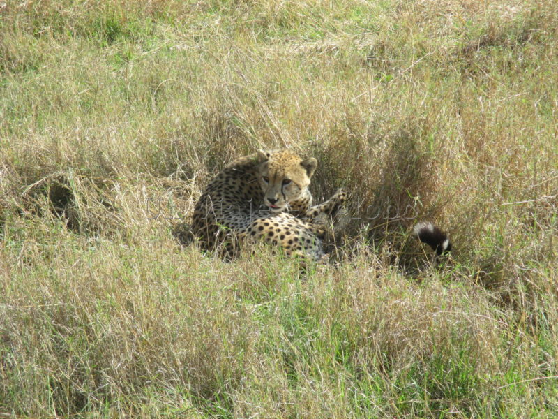 guepardo masai mara