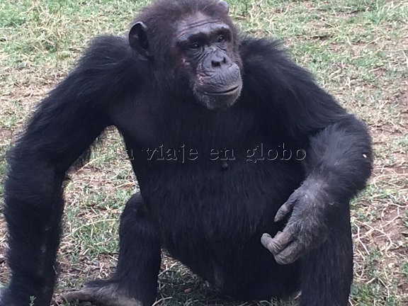 Santuario Chimpances Kenia