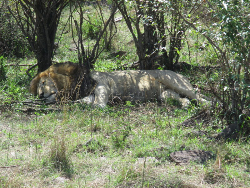 Leon Masai Mara