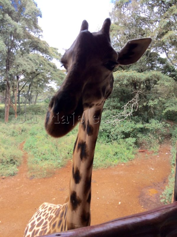 Giraffe Center, Kenia