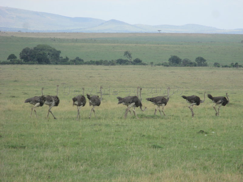 Avestruz Amboseli