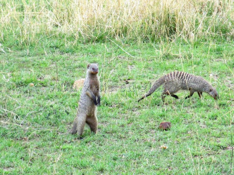 Suricatas Masai Mara