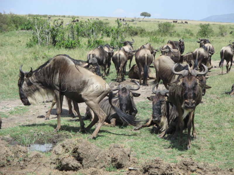 Ñues Amboseli