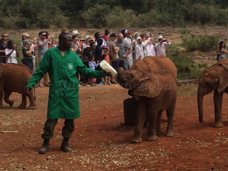 orfanato de elefantes de David Sheldrick Kenia