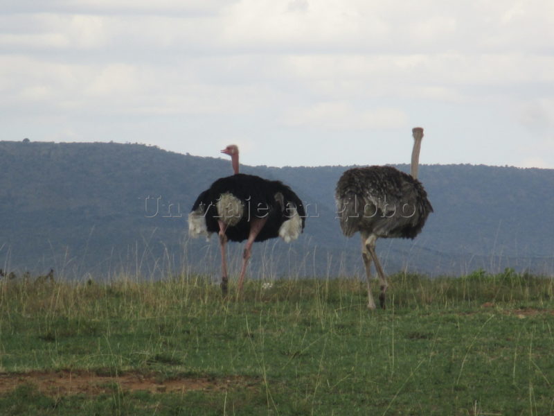 Avestruz Masai Mara