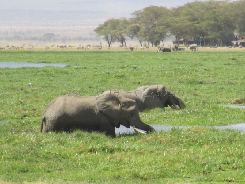 Elefantes Amboseli