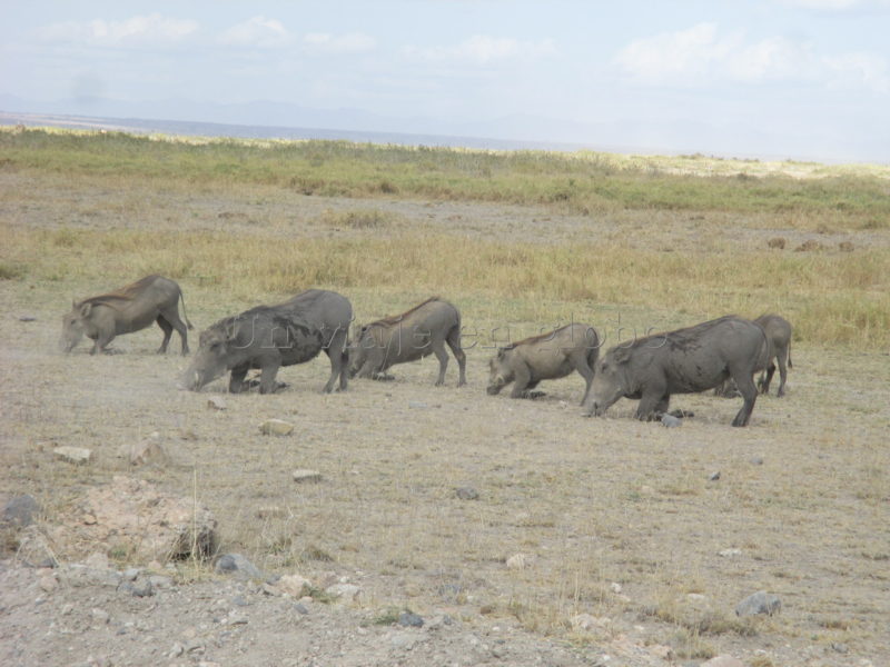Jabali Masai Mara