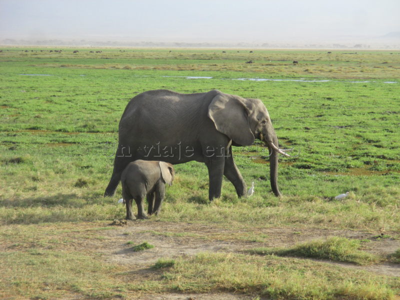 Elefantes Amboseli
