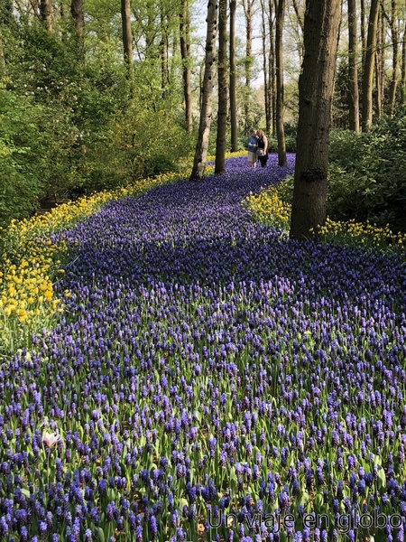 Lavandas en Keukenhof