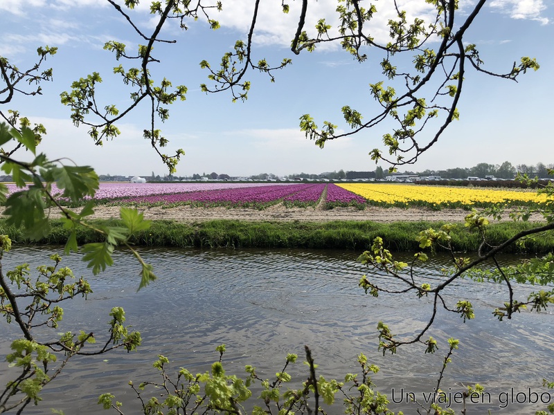 Plantación de tulipanes Países Bajos, visitar Keukenhof