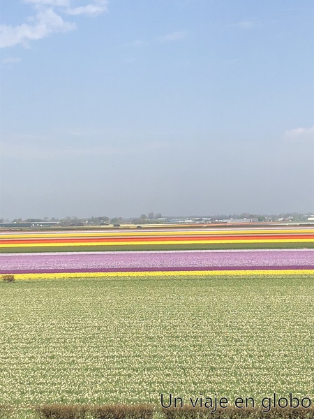 Tulipanes Países Bajos