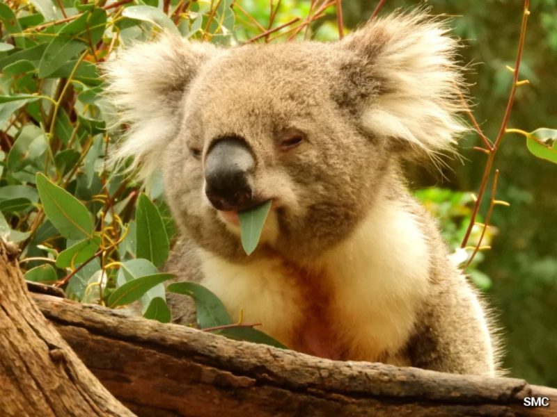 Koalas en Australia