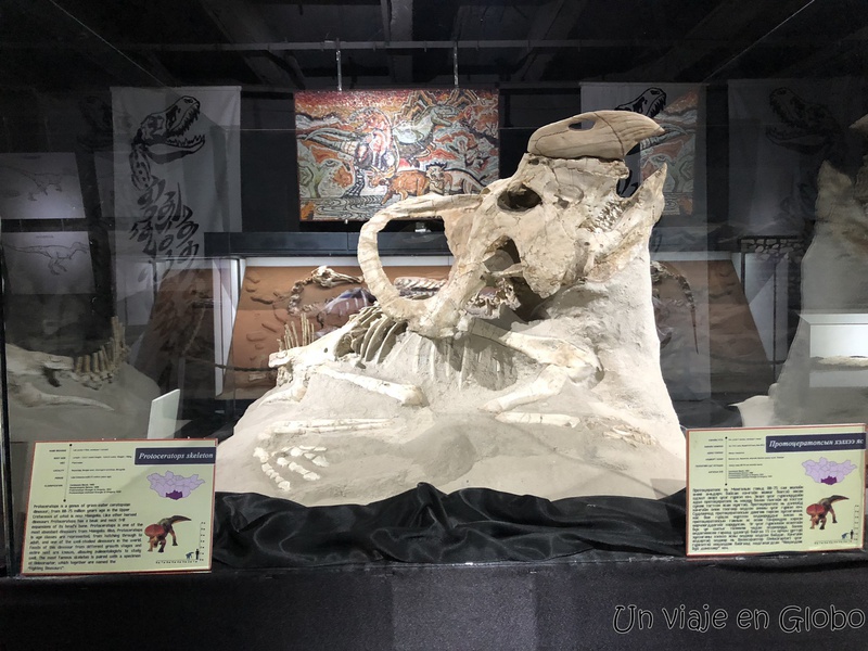 Triceratops - Museo central de los dinosaurios Ulaanbaatar Mongolia