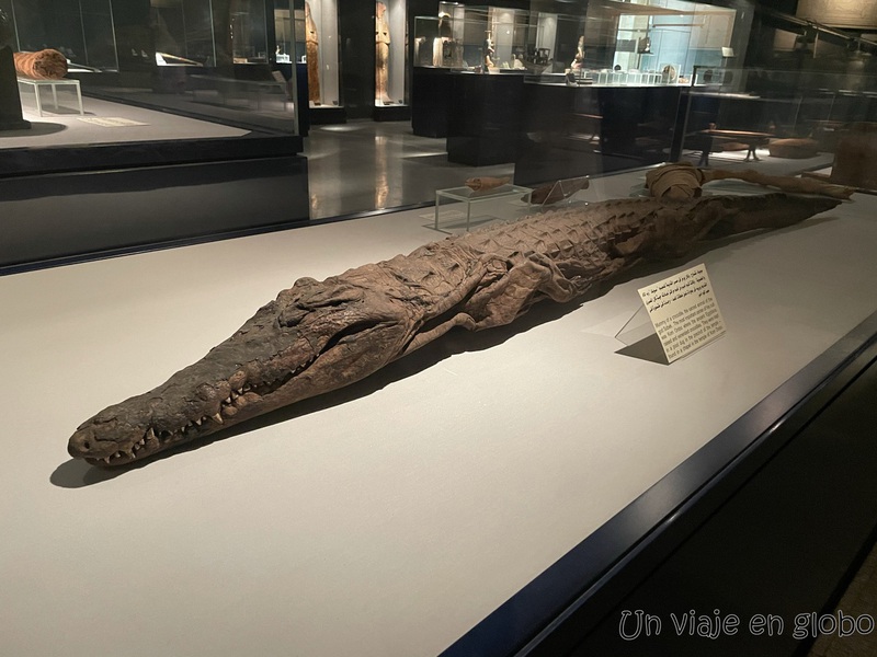 Cocodrilo momificado, museo de la momificación Luxor.
