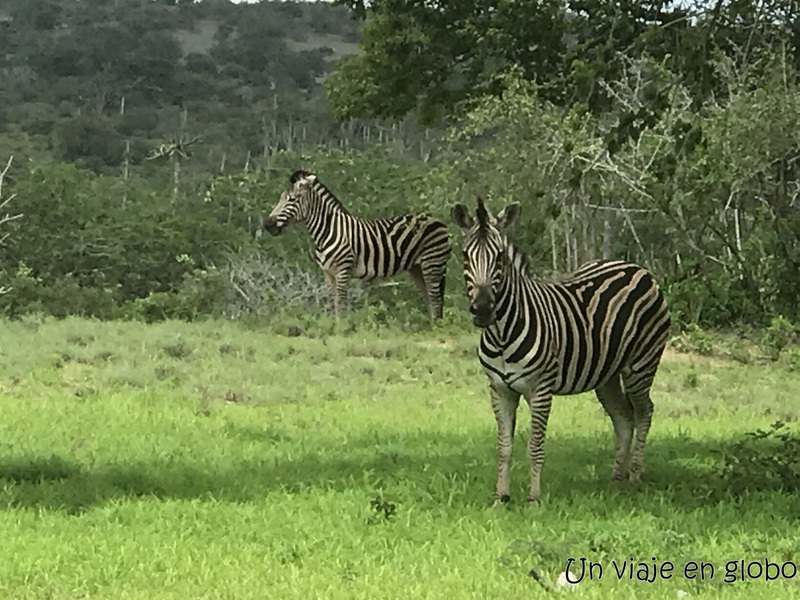 Cebras en el Parque Nacional Quissama