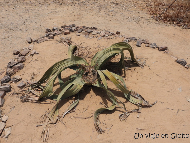 Platas Welwitschia Mirabilis Namibia